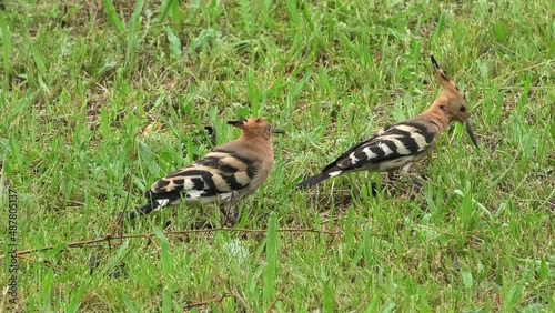 Eurasian hoopoe feeds fledgling chick.