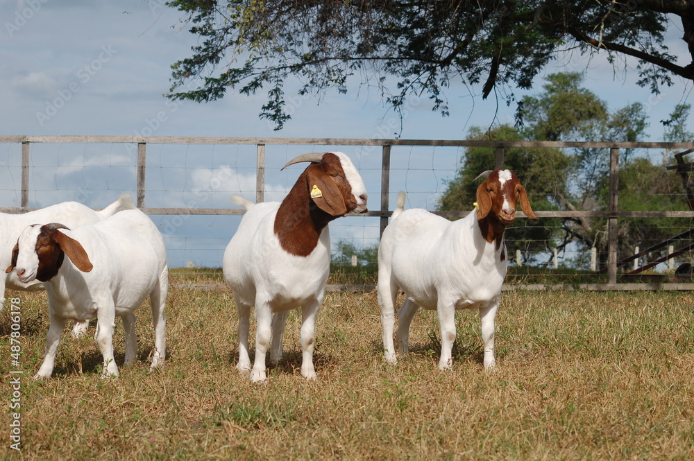 Fototapeta premium Beautiful female Boer Goats on the farm.