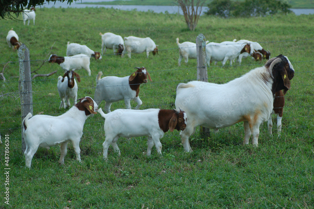 Boer goat with kids on the farm Boer goat with kids on the farm