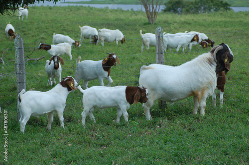Boer goat with kids on the farm	