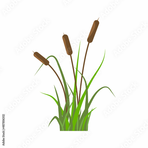 Reeds icon, plants on the river in the green grass. Simple flat vector illustration isolated on white background