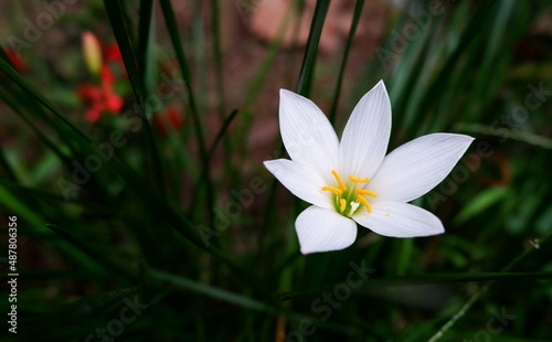 Autumn zephyrlily is a species of rain lily native to South America. Beautiful white flower