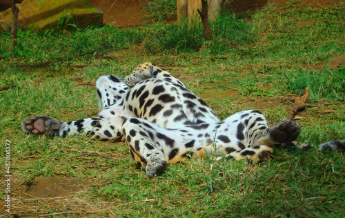 Sleeping jaguar - Animal from the tropical forests of South America. 