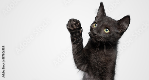 Foto Cute black cat kitten with raised paw up white background