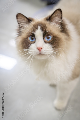There is a cute Muppet cat in the room © Kai Zhao