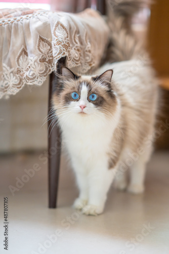 There is a cute Muppet cat in the room