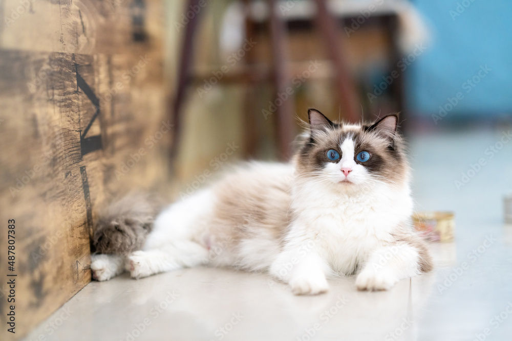 There is a cute Muppet cat in the room There is a cute Muppet cat in the room