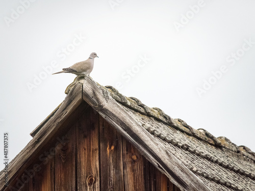 Pigeon taking a break on a wooden roof