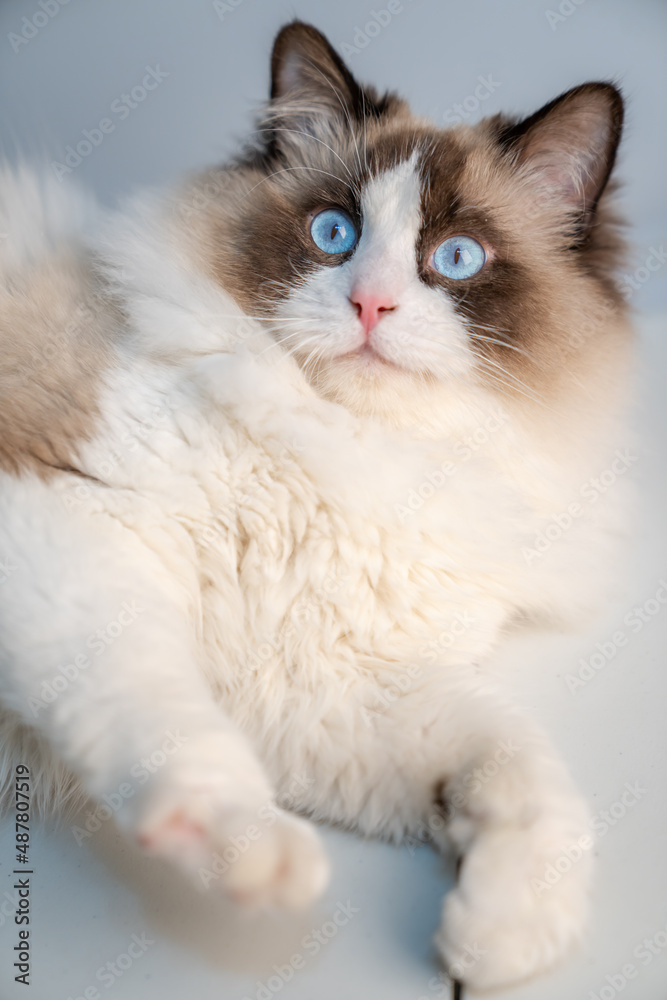 There is a cute Muppet cat in the room There is a cute Muppet cat in the room