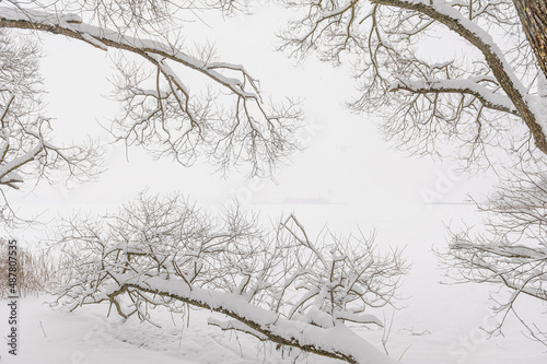 Tree branches in lush white snow in winter. Snow-covered trees branches, nature scenery with white snow and cold weather. Frosty and cloudy.