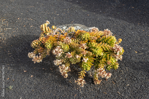 Succulent plant endemic to Lanzarote, Canary Islands, Spain. photo