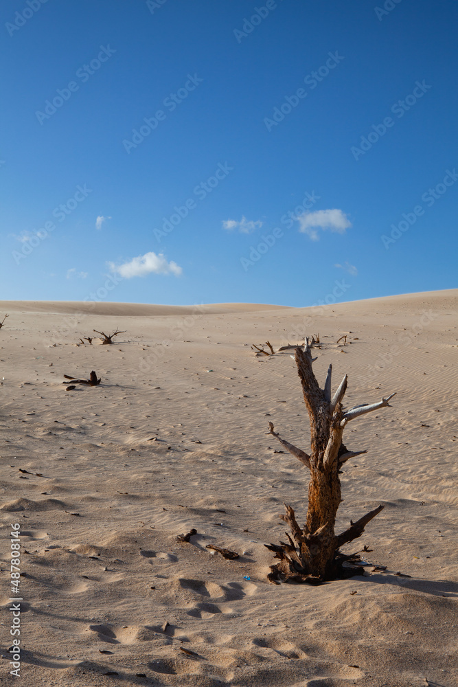 Obraz premium Dunes in Bolonia, Andalusia, Spain.