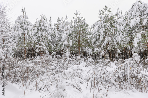 The image of small fur-trees with a lot of snow on the branches standing in snow drifts in the forest among tall pines.Winter landscape of the purest nature © kaznadey