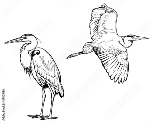 Obraz na plátně Heron sketch
