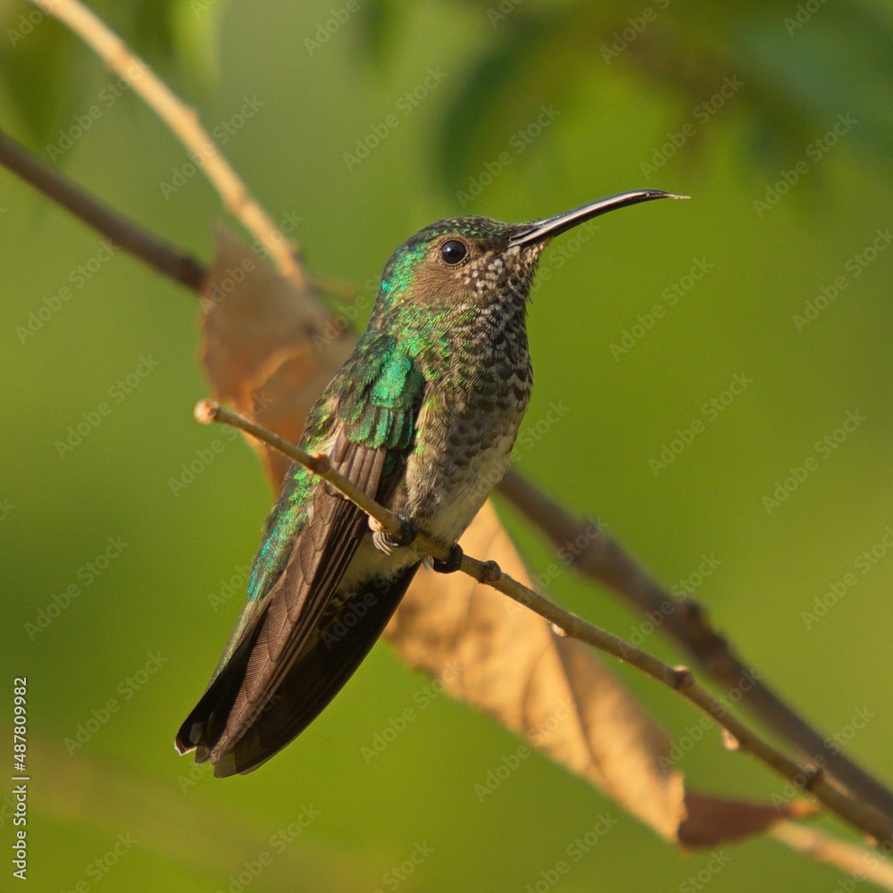 Obraz premium Colibrí de Minca