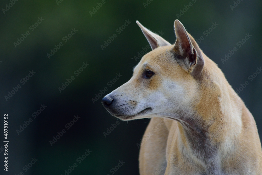 closeup head of stray dog in the rural country sitle.