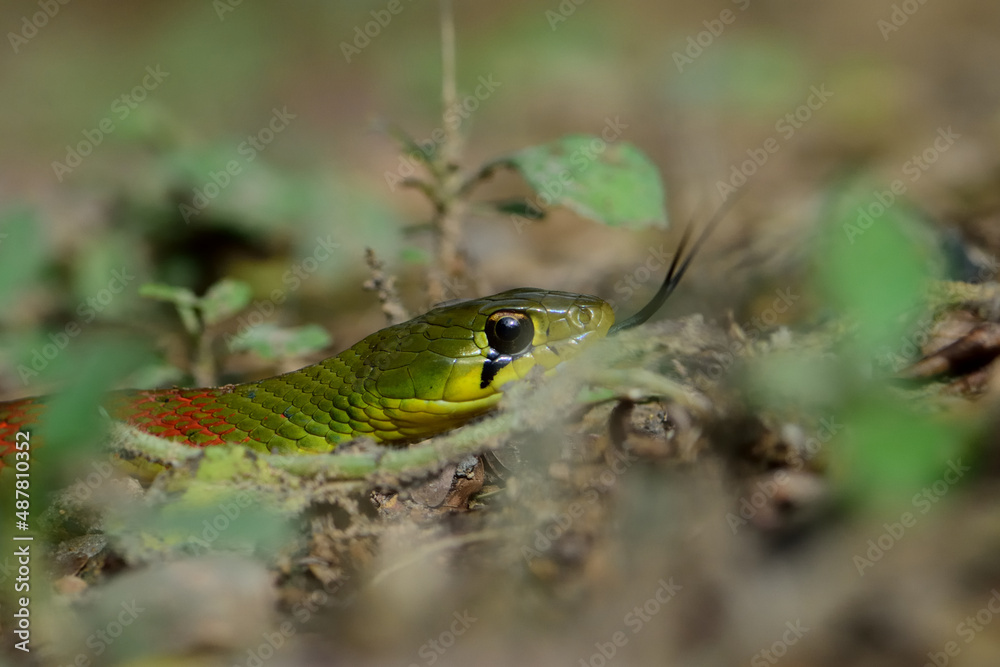 danger snake on ground in the forest. danger snake on ground in the forest.