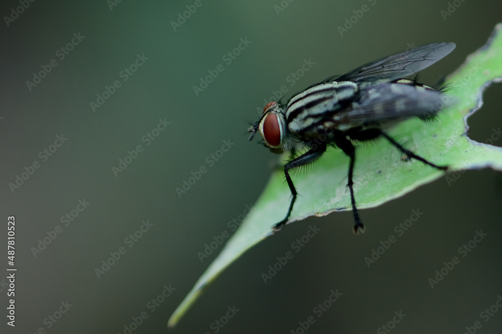 Naklejka premium fly on leaf,dirty insect perched on leaf