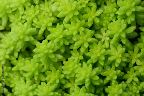 closeup green mosses in the fresh time.