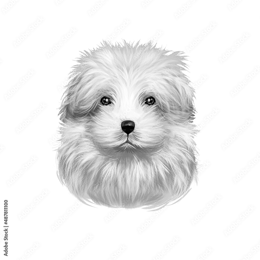 Bolognese dog, Bichon Bolognese, Bolognese Toy Dog, Bolo illustration