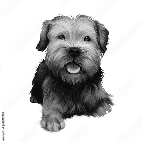 Canvas Print Border Terrier dog  illustration isolated on white background