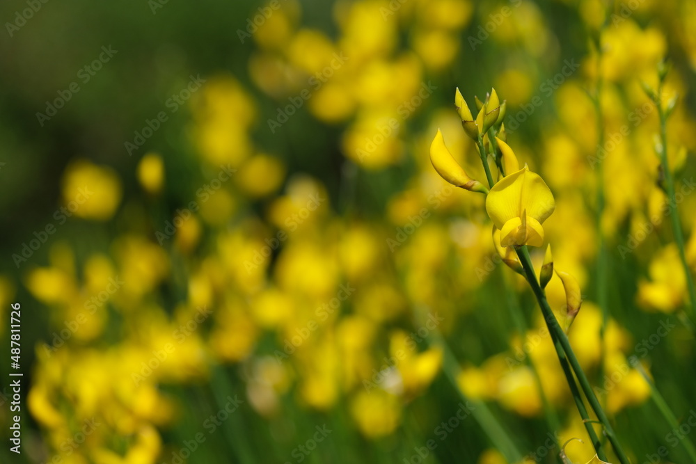 Obraz premium Yellow Flowers
