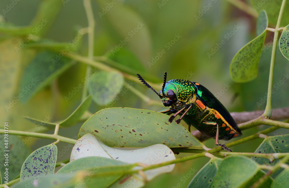 Fototapeta premium Jewely beetle on leaf in the wild