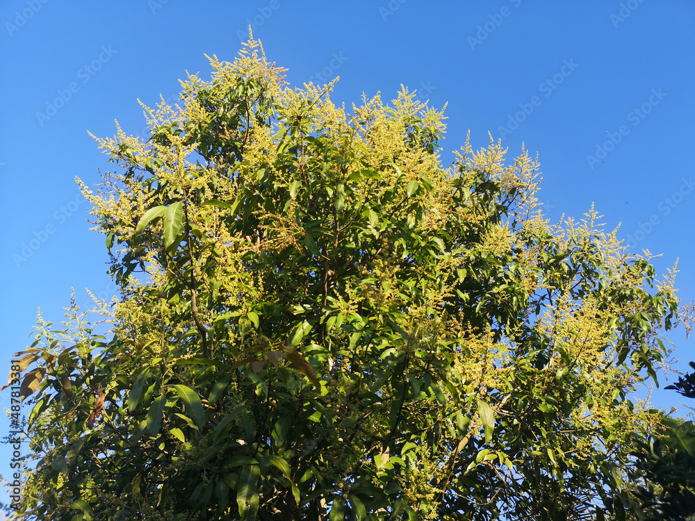 Obraz premium flower mango blooming bush tree texture nature green leaves background Bark trunk rough surface texture plant and white cloud blue sky