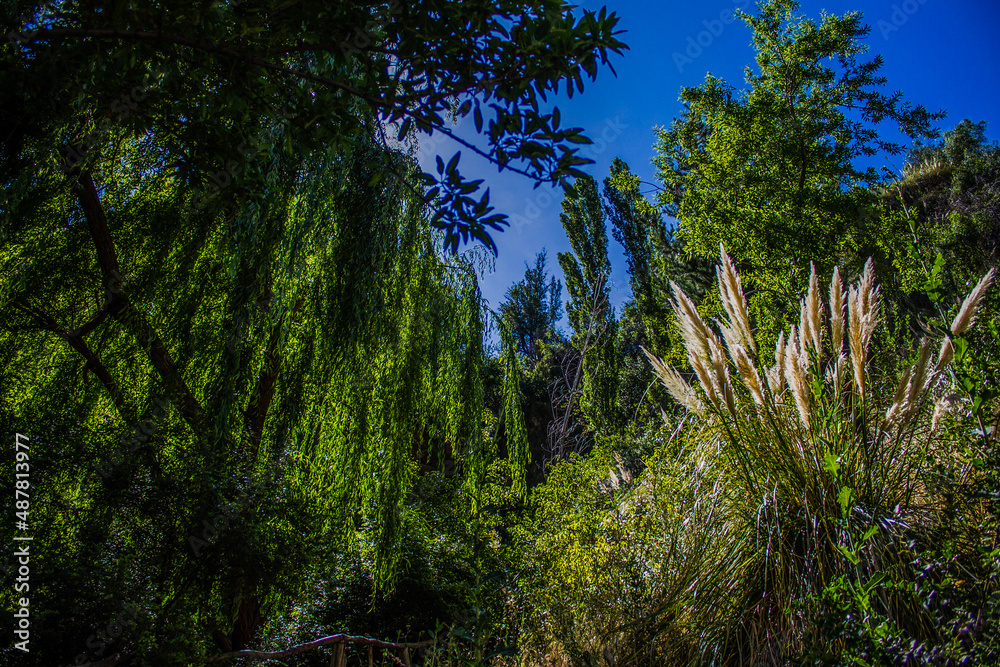 Fototapeta premium leafs in the sky