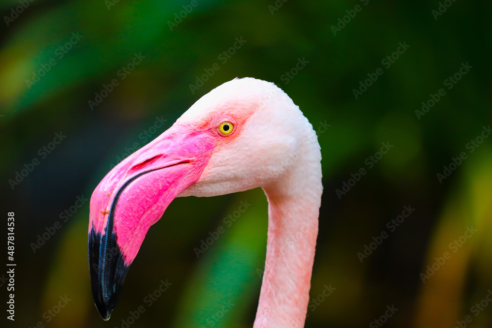 Fototapeta premium pink flamingo portrait