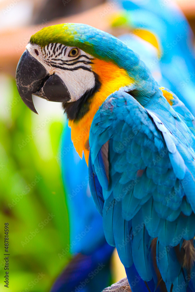 blue and yellow macaw