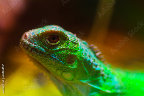green lizard on a branch © Marius