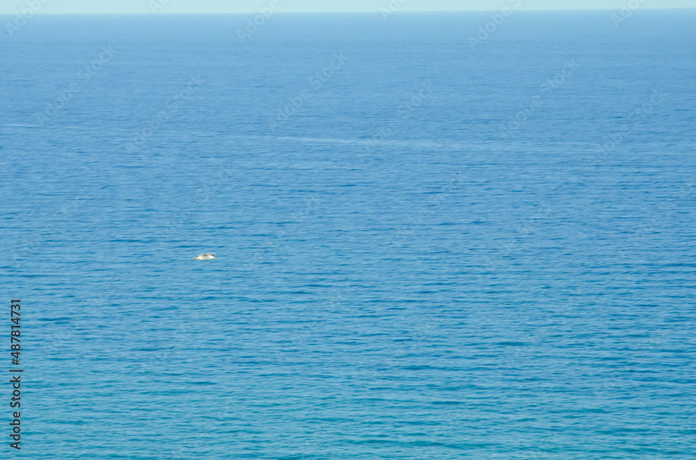 Seagulls flying over the Mediterranean Sea in front of Alicante in sunny blue sky. Photo taken from the Castillo de Santa Bárbara. Seagulls flying over the Mediterranean Sea in front of Alicante in sunny blue sky. Photo taken from the Castillo de Santa Bárbara.