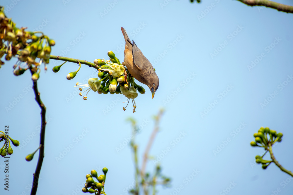 Naklejka premium bird on branch