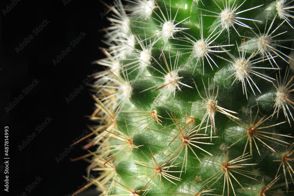 Cactus, succulent, thorns. Side 2 Cactus, succulent, thorns. Side 2
