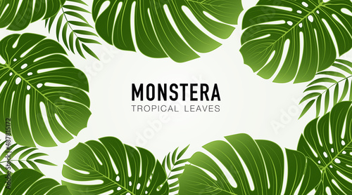 Monstera leaf green tropical on white background.Tropical palm monstera leaves, Nature graphic design element. Hand drawn monstera palm leaves vector concept. Space for your text.
