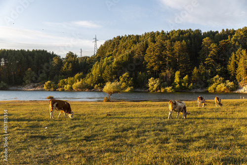 The Sila National Park photo