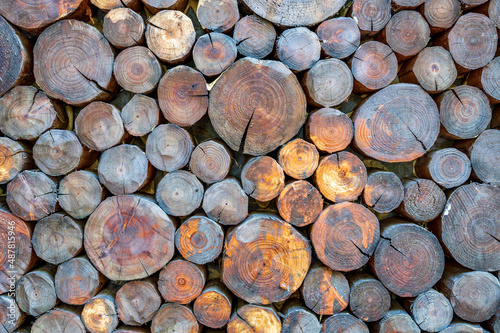 Round background wall collage of old wood cross section