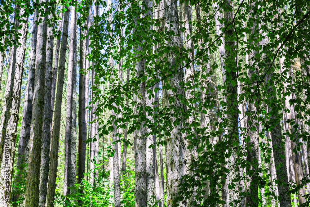 The Sila National Park The Sila National Park