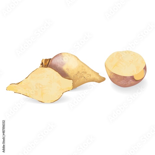Whole and half of rutabaga for banners, flyers, posters, cards. Root of swede. Fresh organic and healthy, diet and vegetarian root vegetables. Vector illustration isolated on white background