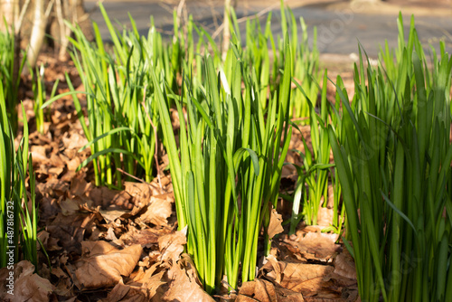 fresh green grass in the spring