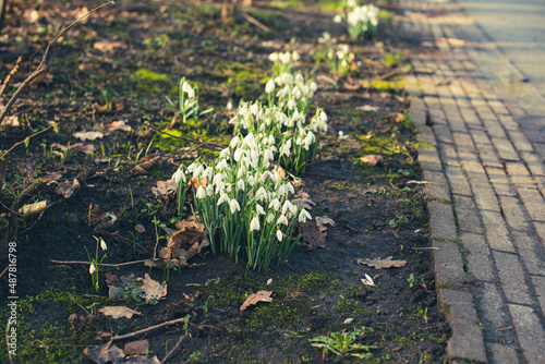 spring snowdrops in the grass