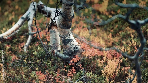 A close-up of the gnarled and twisted trunk of the dwarf birch tree. Colorful autumn vegetation covers the ground. Slow-motion, pan follow, orbit. photo