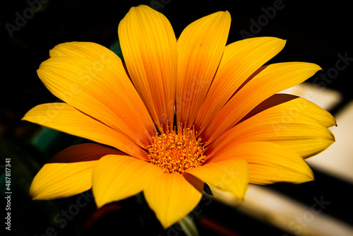 Orange and yellow gazania flower isolated on black background
