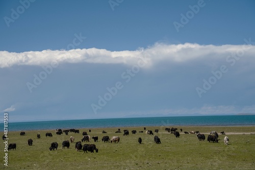 Fototapeta Naklejka Na Ścianę i Meble -  With blue sky, white clouds and lake water, Qinghai Lake in China has horses, sheep and cattle on the grassland