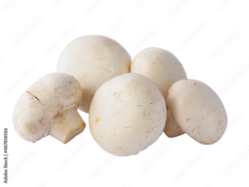 white edible mushrooms Psalliota close up white edible mushrooms Psalliota close up