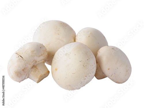 white edible mushrooms Psalliota close up