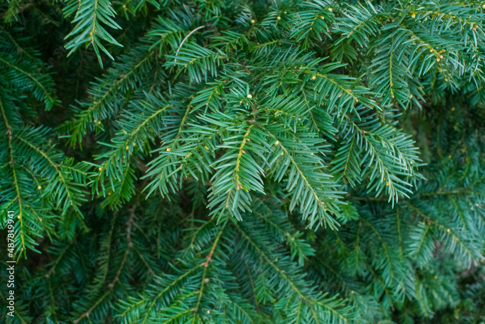 fir tree branch