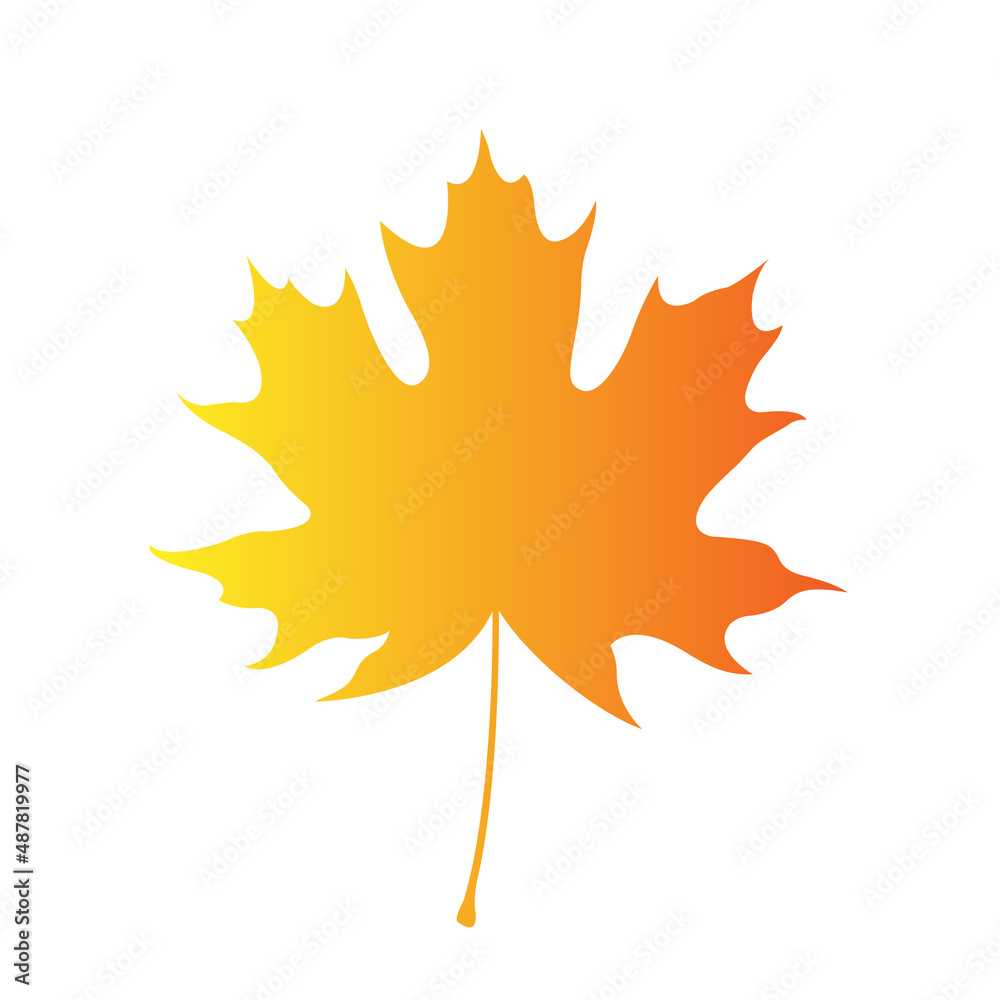 maple leaf isolated on white maple leaf isolated on white