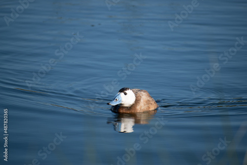 Male white-headed duck swimming in spain wetlands